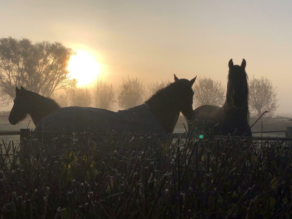 Mist_paarden