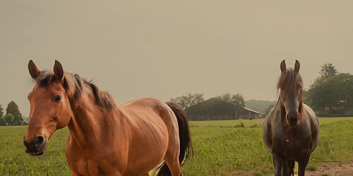 Achtergrond afbeelding