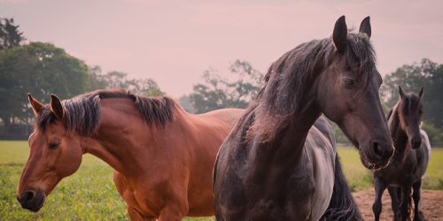 Achtergrond afbeelding