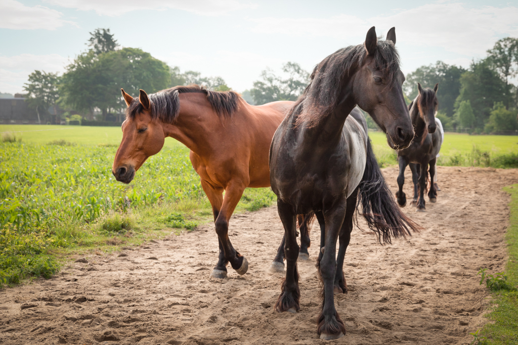 AKF zakelijk Mens & Paard-0463-bewerkt-bewerkt